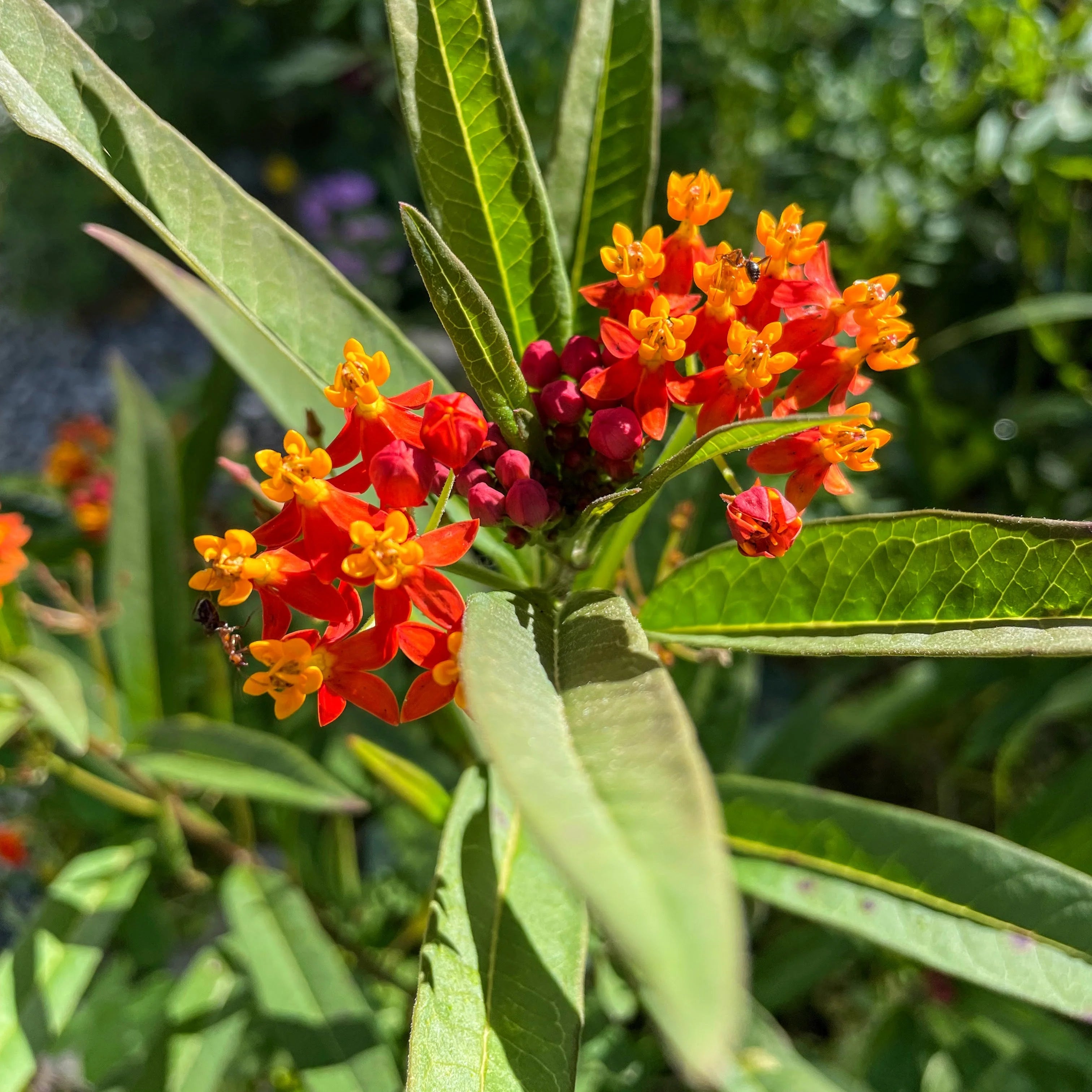 Apollo Orange – Asclepias Seed