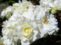 White Meidiland Groundcover Rose