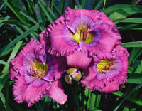 Lavender Blue Baby Reblooming Daylily