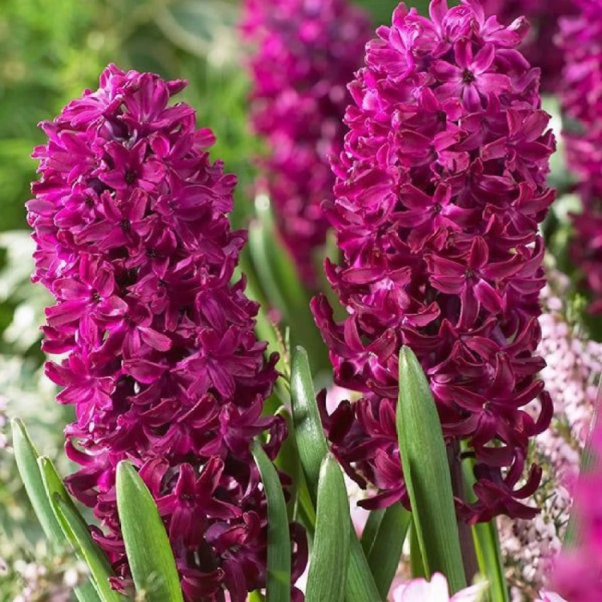 Woodstock Hyacinth Seeds