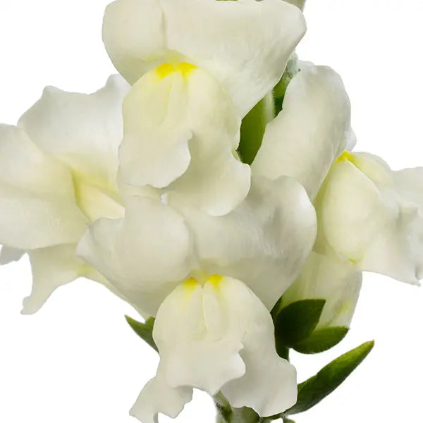 Avignon Ivory II – Snapdragon Seed