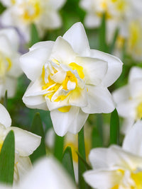 White Lion Daffodil Seeds