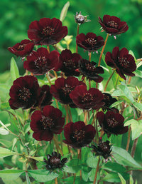 Rare Chocolate Cosmos Flower Seeds-Blooms all summer long