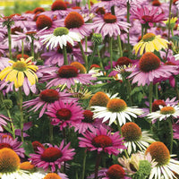 Butterfly Hybrids Coneflower Mixture