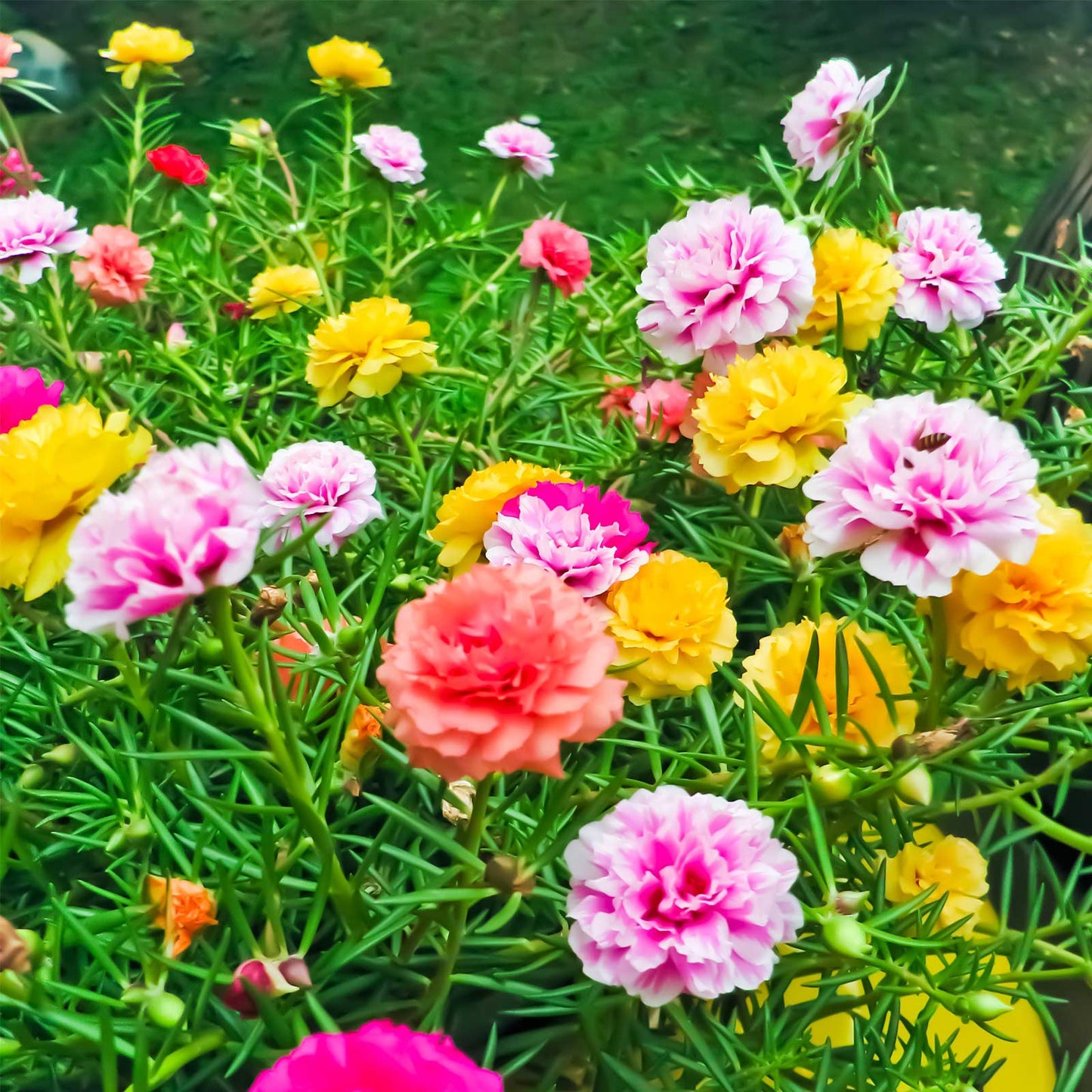 Portulaca Double Mixed Color Desi Flower Seeds