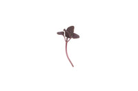 Basil, Red Rubin – Microgreen Seed