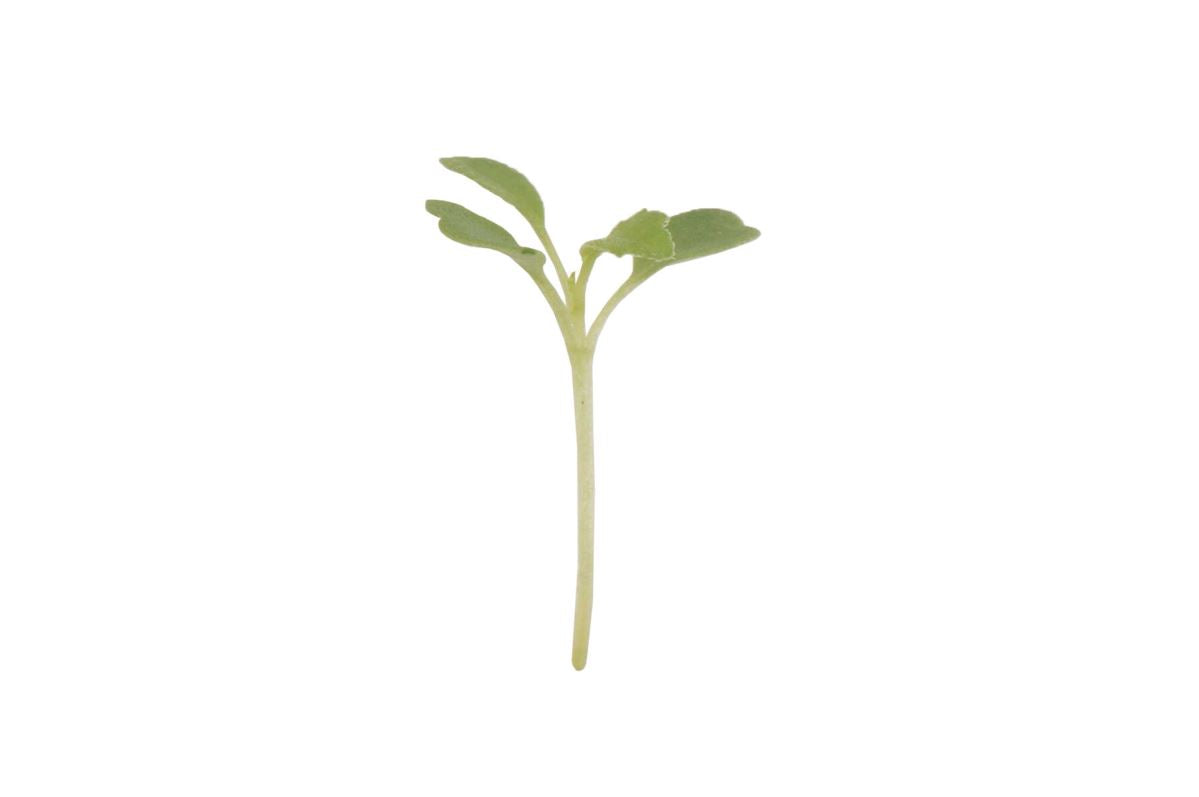 Arugula, Wasabi – Microgreen Seed