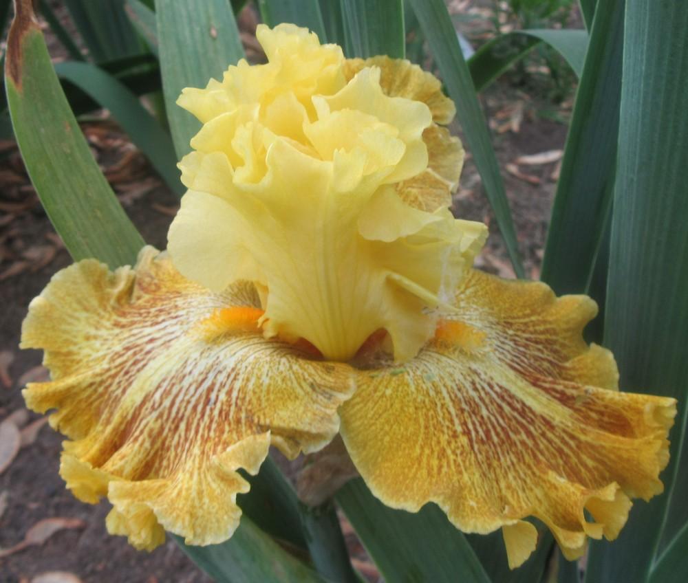 Woven Sunlight Bearded Iris