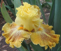 Woven Sunlight Bearded Iris