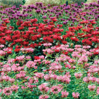 Bee Balm Mixture Super Sak