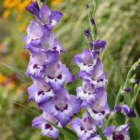 Vista Gladiolus