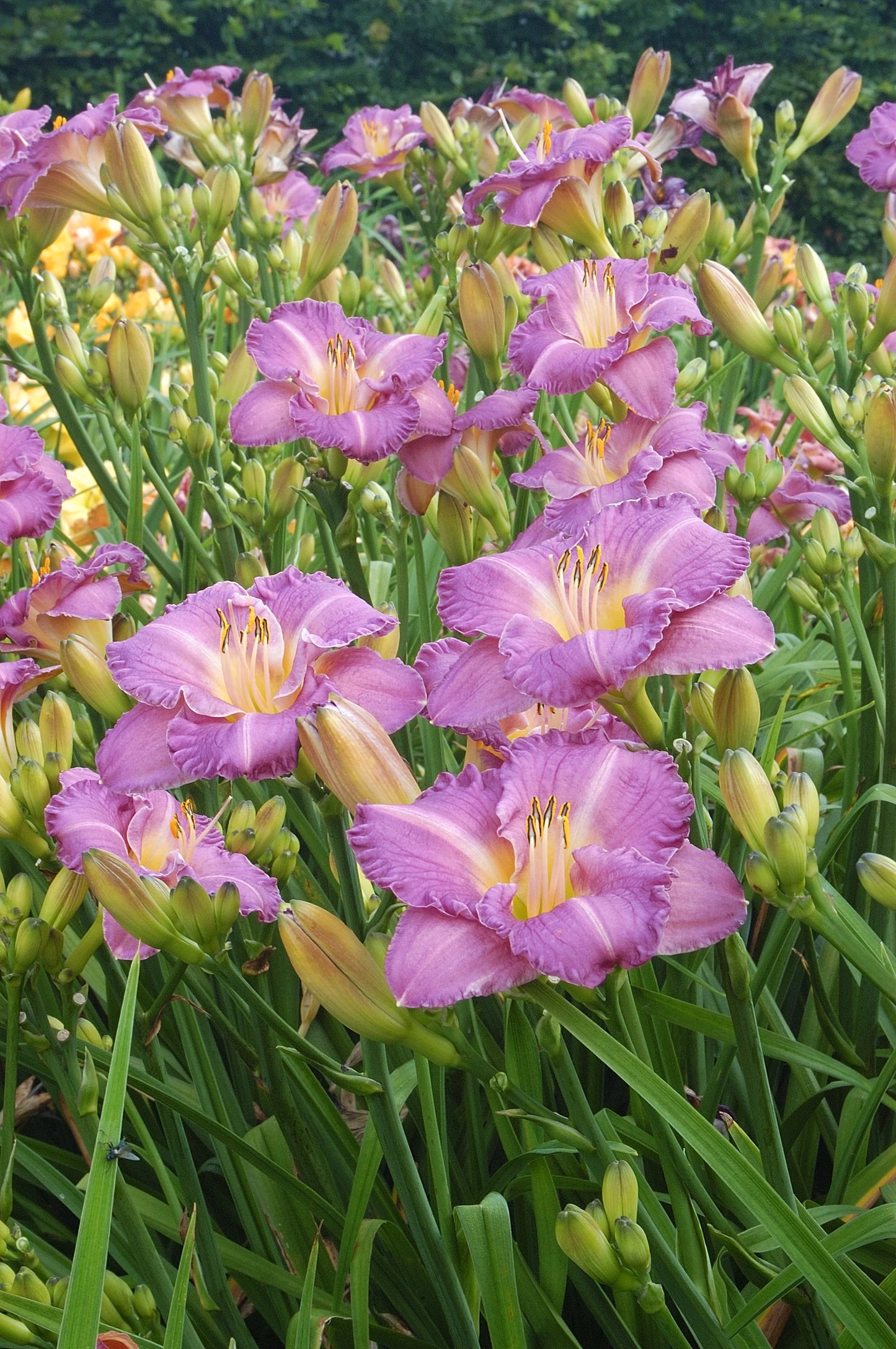 Entrapment Reblooming Daylily