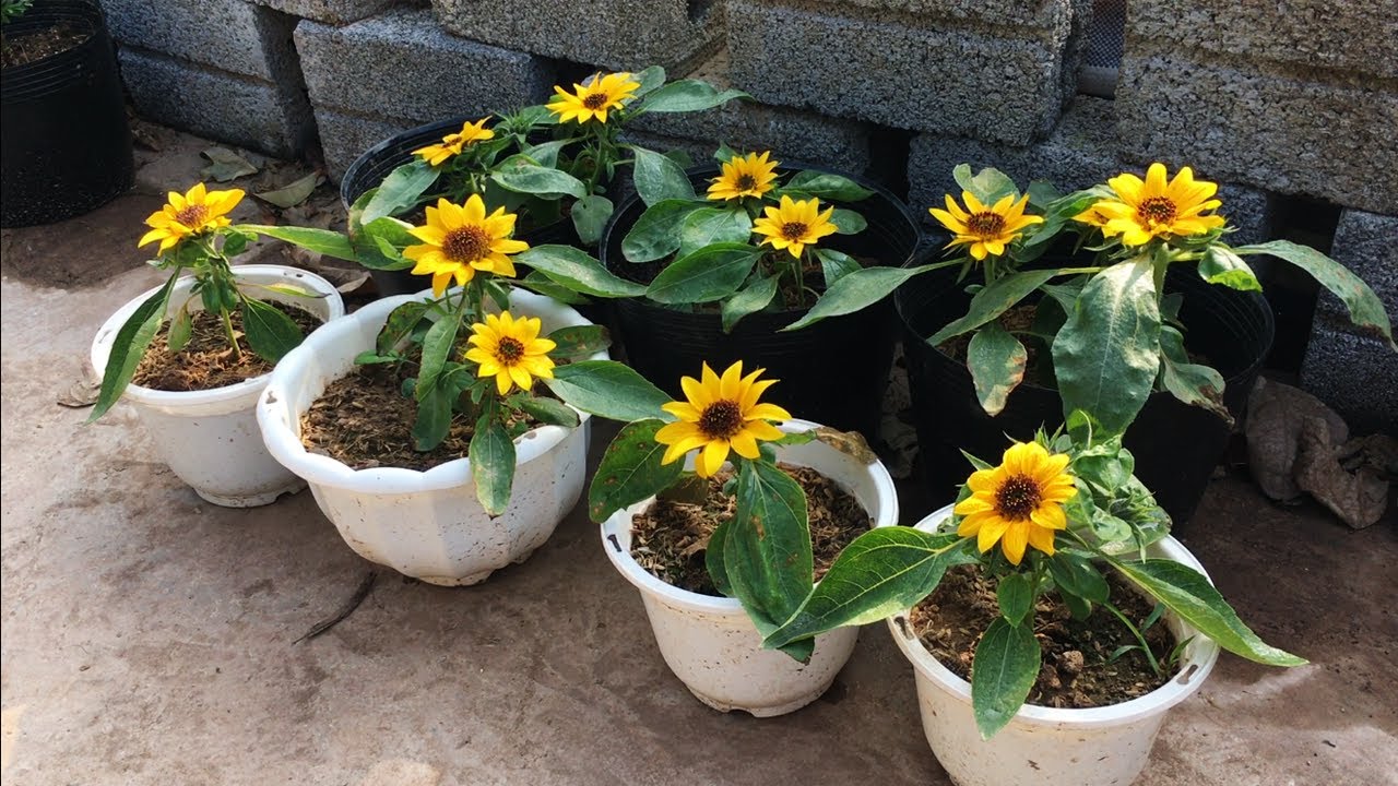 Four seasons broadcast viewing balcony pots of dwarf sunflower seeds