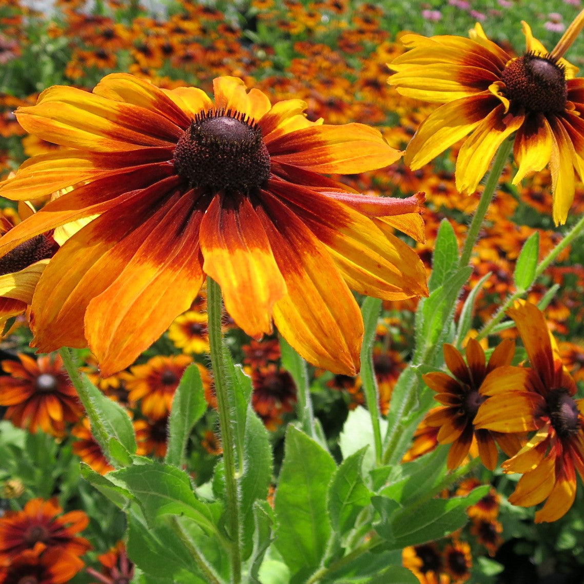 Black Eyed Susan- Autumn Colours