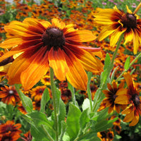 Black Eyed Susan- Autumn Colours