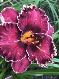 Voyager Reblooming Daylily