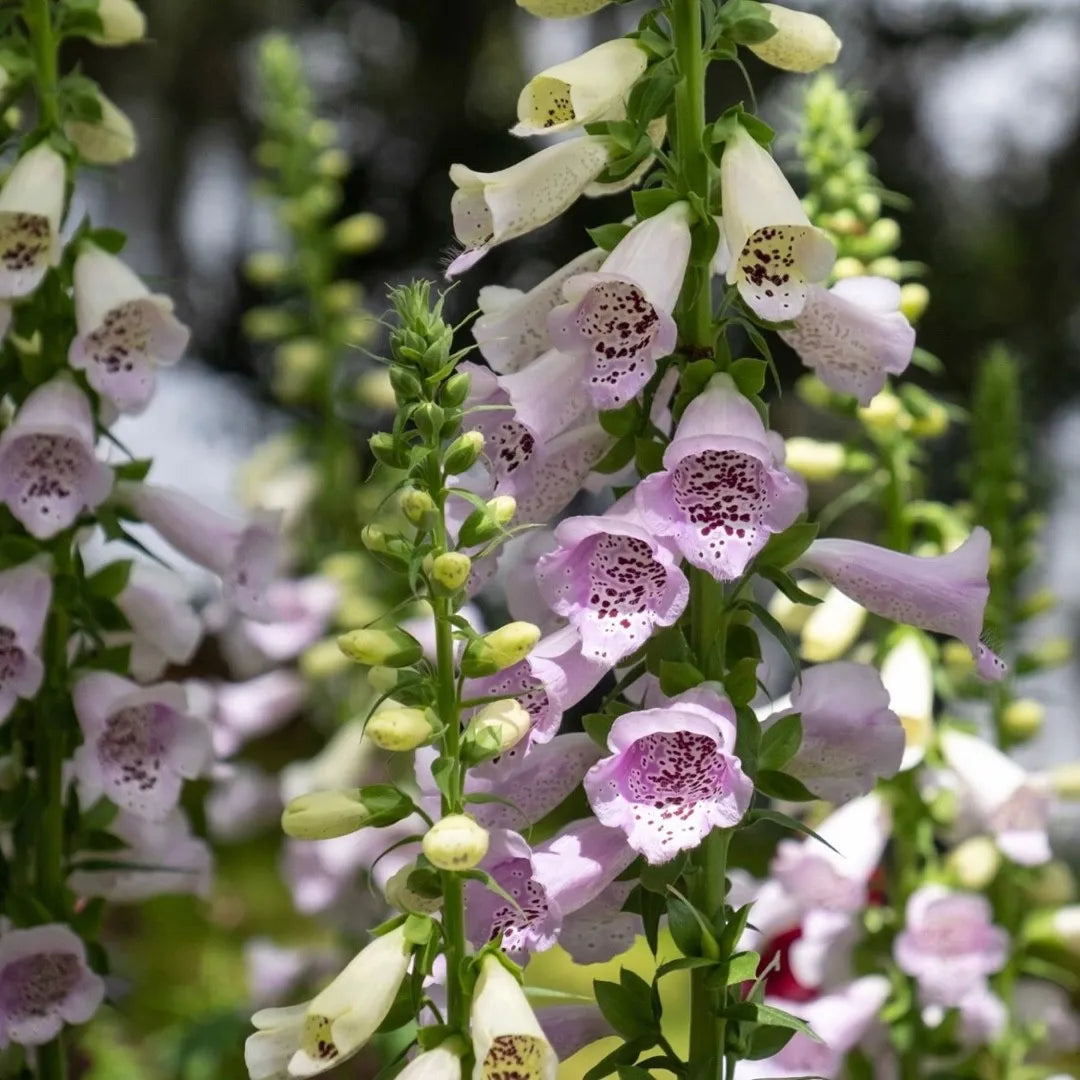 Camelot Lavender – Digitalis Seed