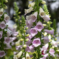 Camelot Lavender – Digitalis Seed