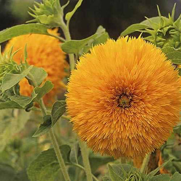 Sunflower Sungold Seeds