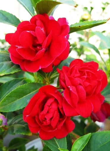 Balsamine Rose Flower Seeds