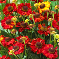 Hot Lava Helenium