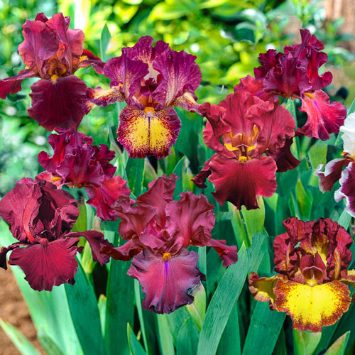 Red Bearded Iris Mixture