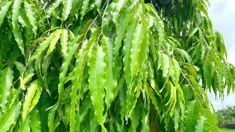 Beautiful Ashok Tree Seeds