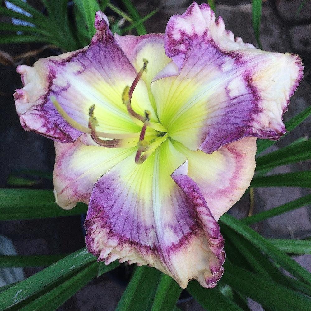 Outer Space Reblooming Daylily