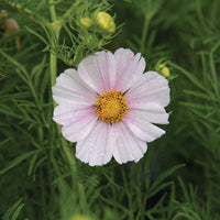 Versailles Flush – Cosmos Seed