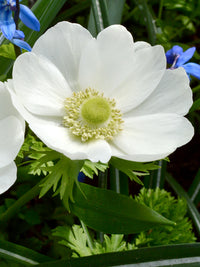 Anemone- De Caen White