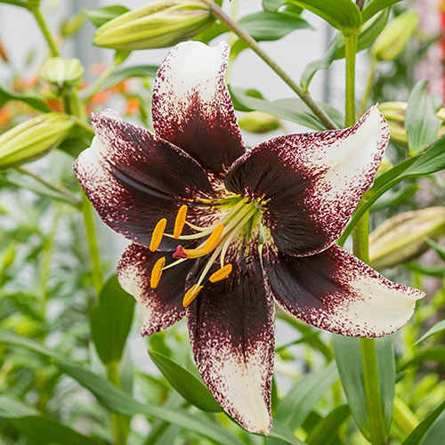 Asiatic Lily- Stracciatella Event