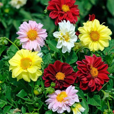 Dahlia Unwin Hybrids Mixed Color Seeds