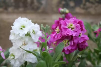 Stock Matthiola Incana Double Mixed Color Flower Seeds