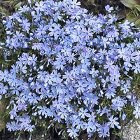 Blue Emerald Carpet Phlox