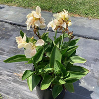 Canna South Pacific Ivory F1