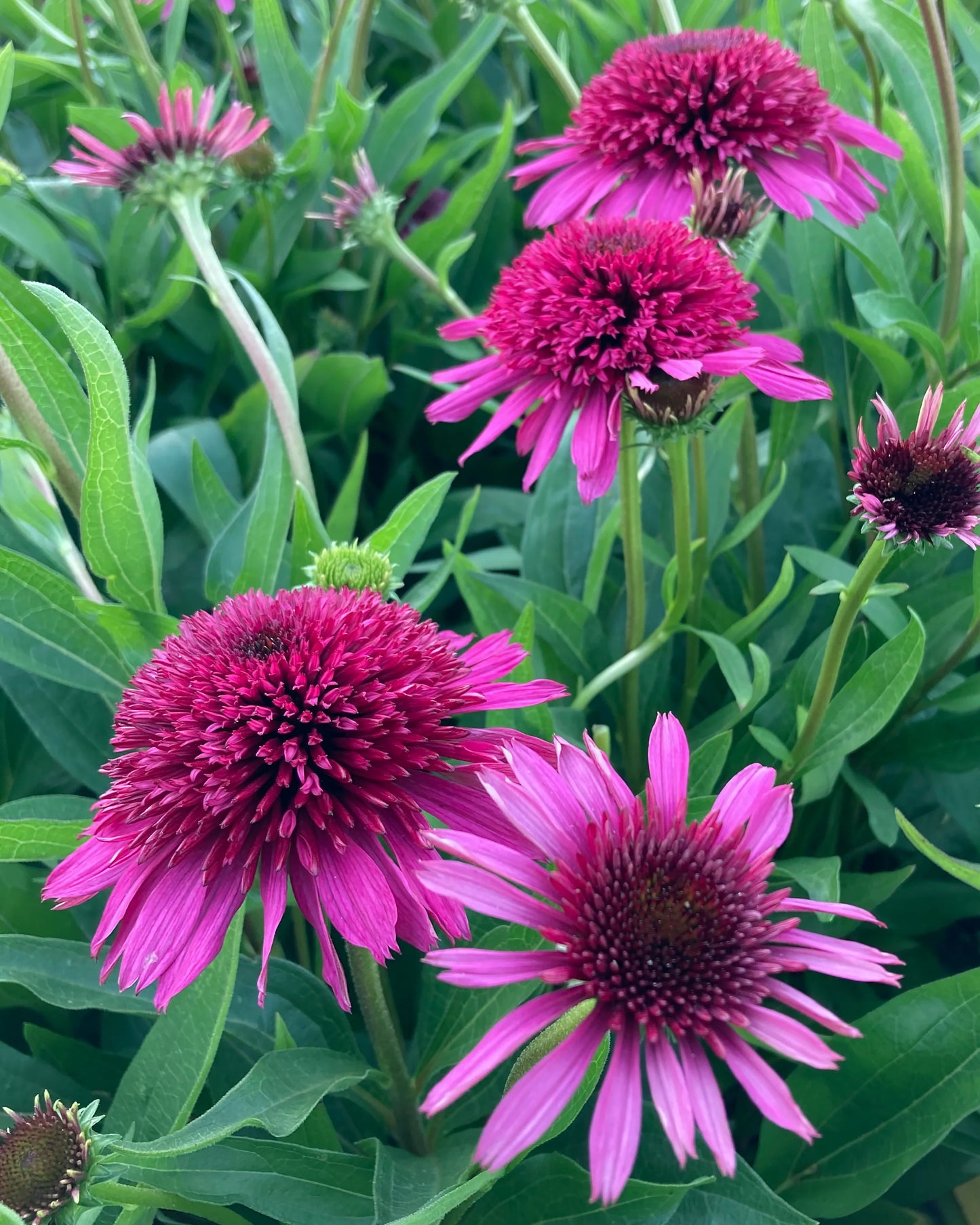 Blueberry Cheesecake Coneflower