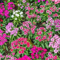 Dianthus Barbatus Mixed Color Flower Seeds