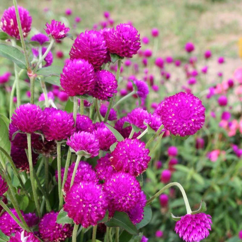 Audray Purple-Red – Gomphrena Seed