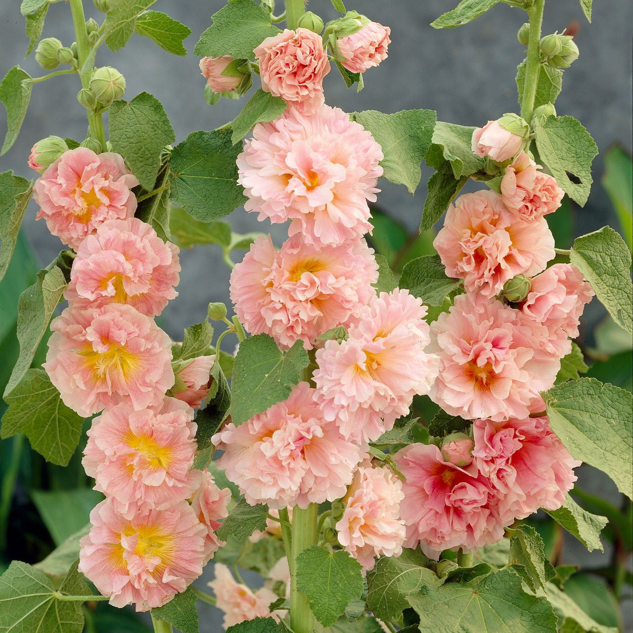 Chater's Double Chamois Hollyhock