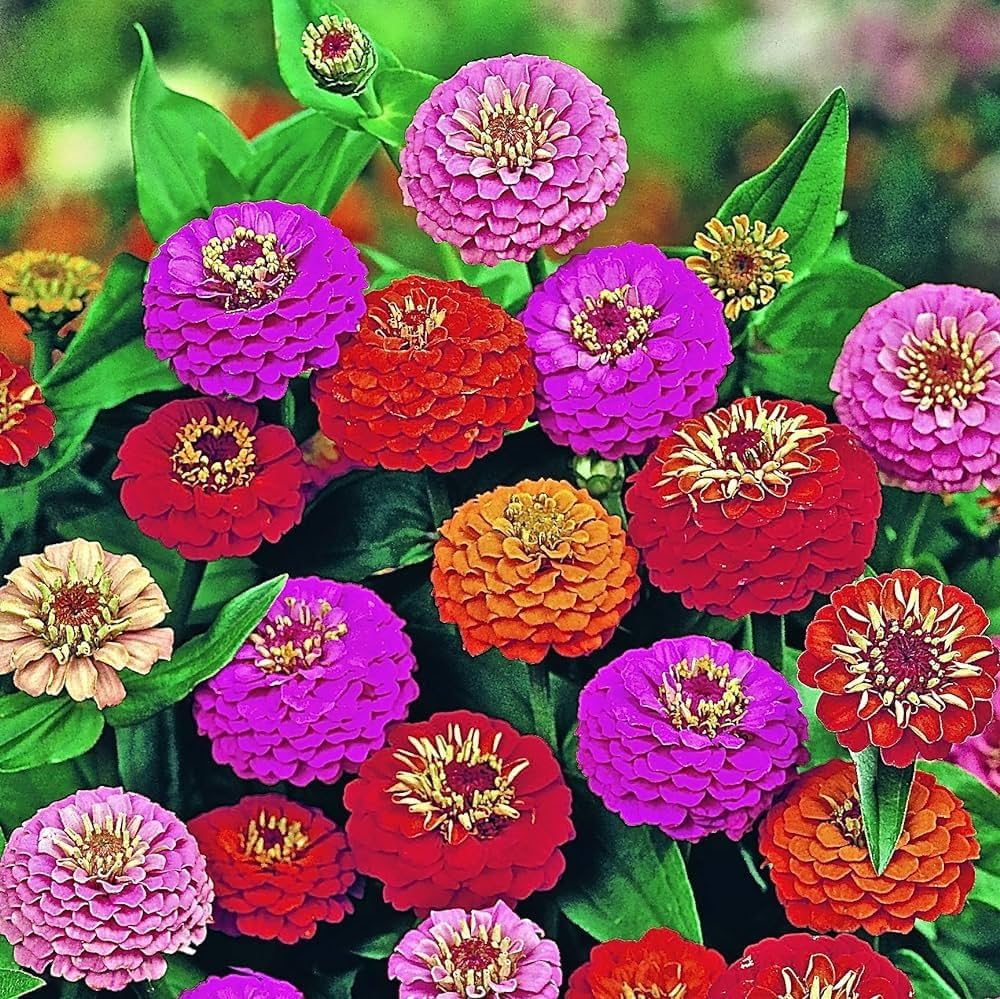 Zinnia Mixed Color Flower Seeds