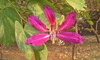 Bauhinia Purpurea Seeds