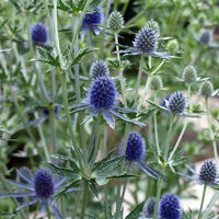 Beachside Blue Sea Holly Super Sak