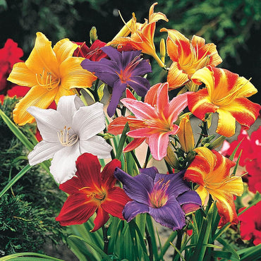 Reblooming Daylily Mixture