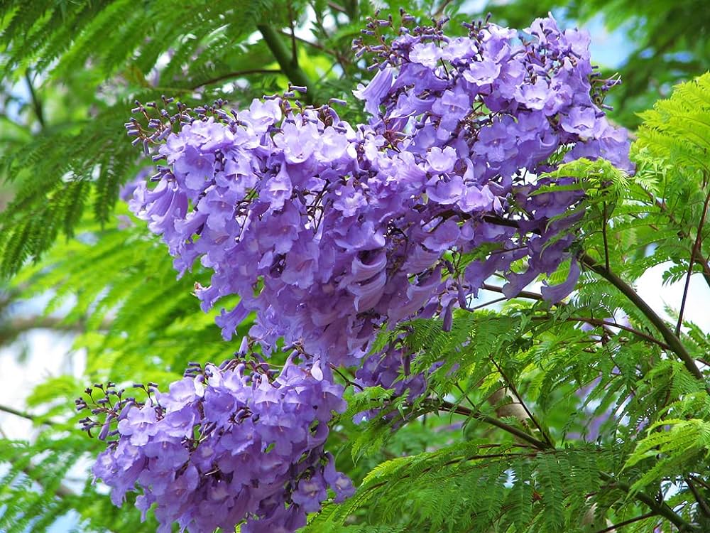 Jacaranda Mimosifolia  Seeds