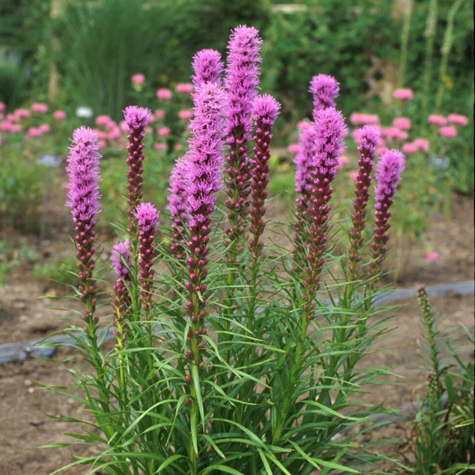 Blazing Star