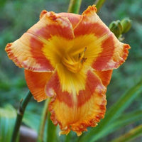 Euphoric Reblooming Daylily