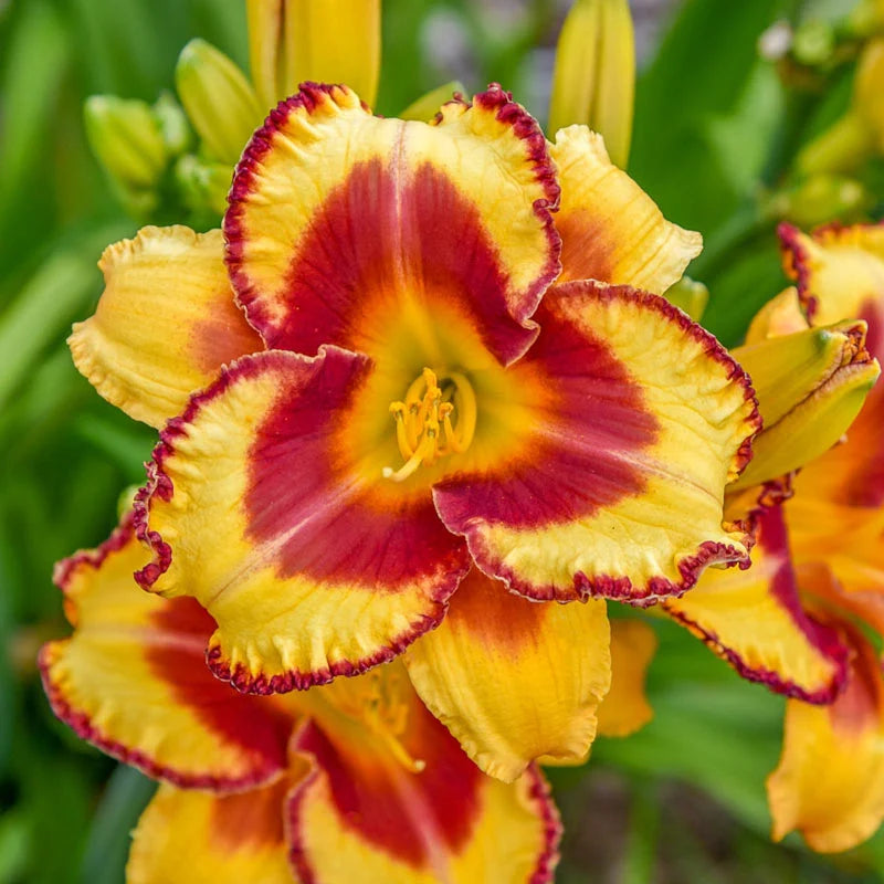 Bold Endeavor Reblooming Daylily