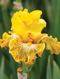 Woven Sunlight Bearded Iris