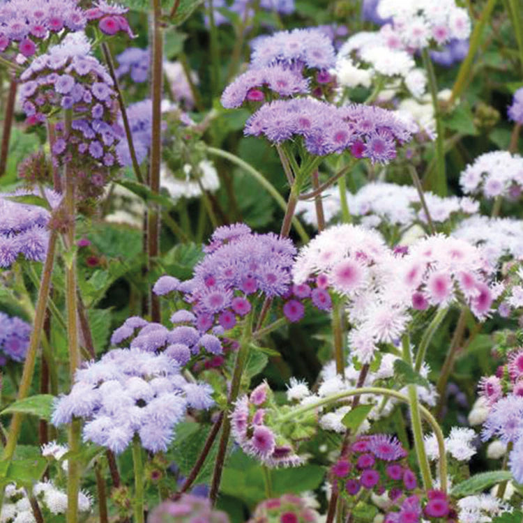 Timeless Mix – Ageratum Seed