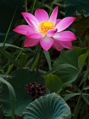 Nelumbo Nucifera Lotus Mixed Color Flower Seeds